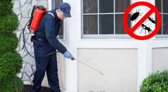 Şile Karınca İlaçlama böcek ilaçlama ve haşere kontrolü — ilaclama-tr.com